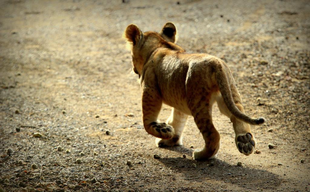 Leopard Mountain Safari Lodge Manyoni Private Game Reserve Exterior foto