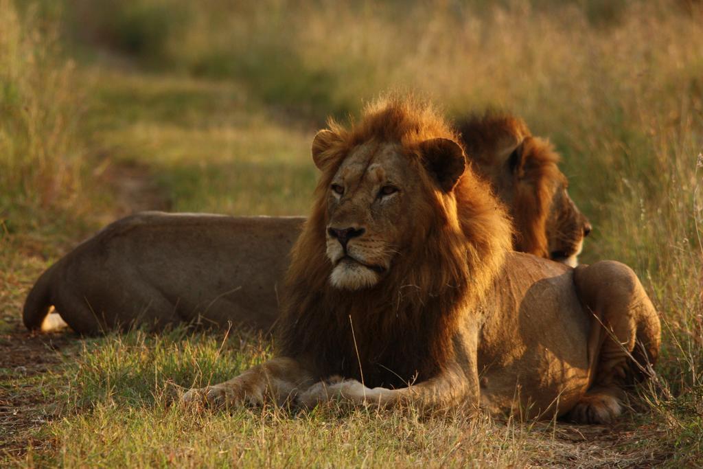 Leopard Mountain Safari Lodge Manyoni Private Game Reserve Exterior foto