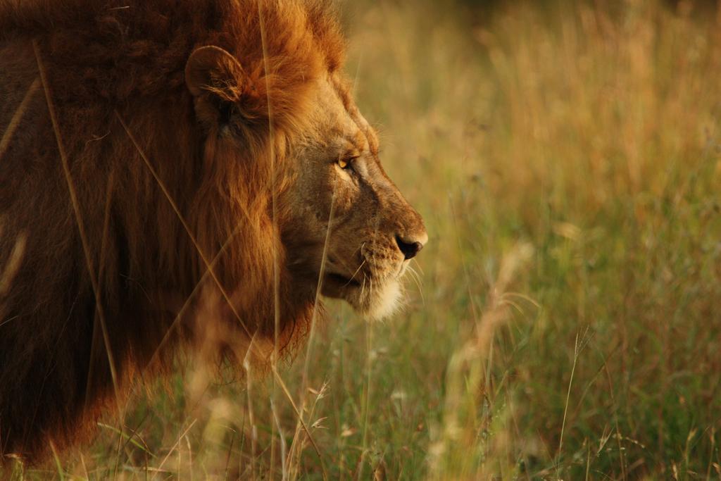 Leopard Mountain Safari Lodge Manyoni Private Game Reserve Exterior foto