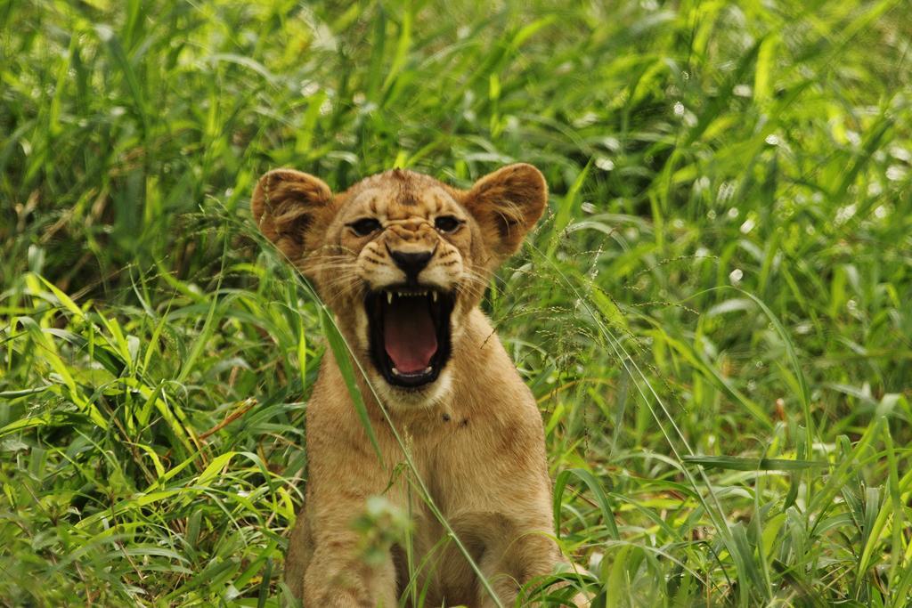 Leopard Mountain Safari Lodge Manyoni Private Game Reserve Exterior foto