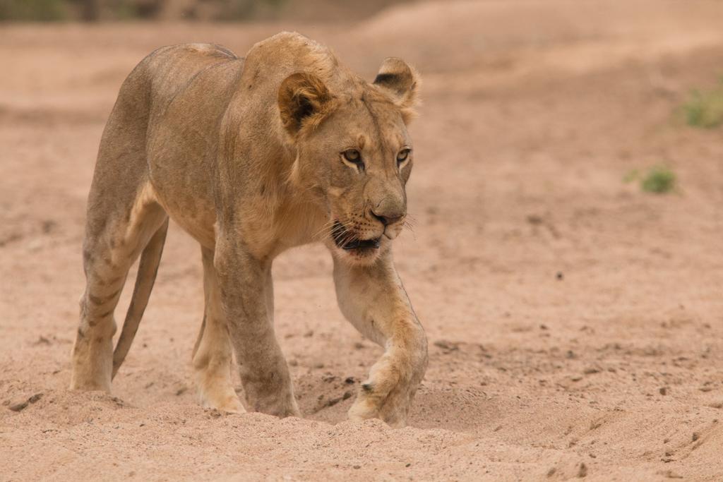 Leopard Mountain Safari Lodge Manyoni Private Game Reserve Exterior foto