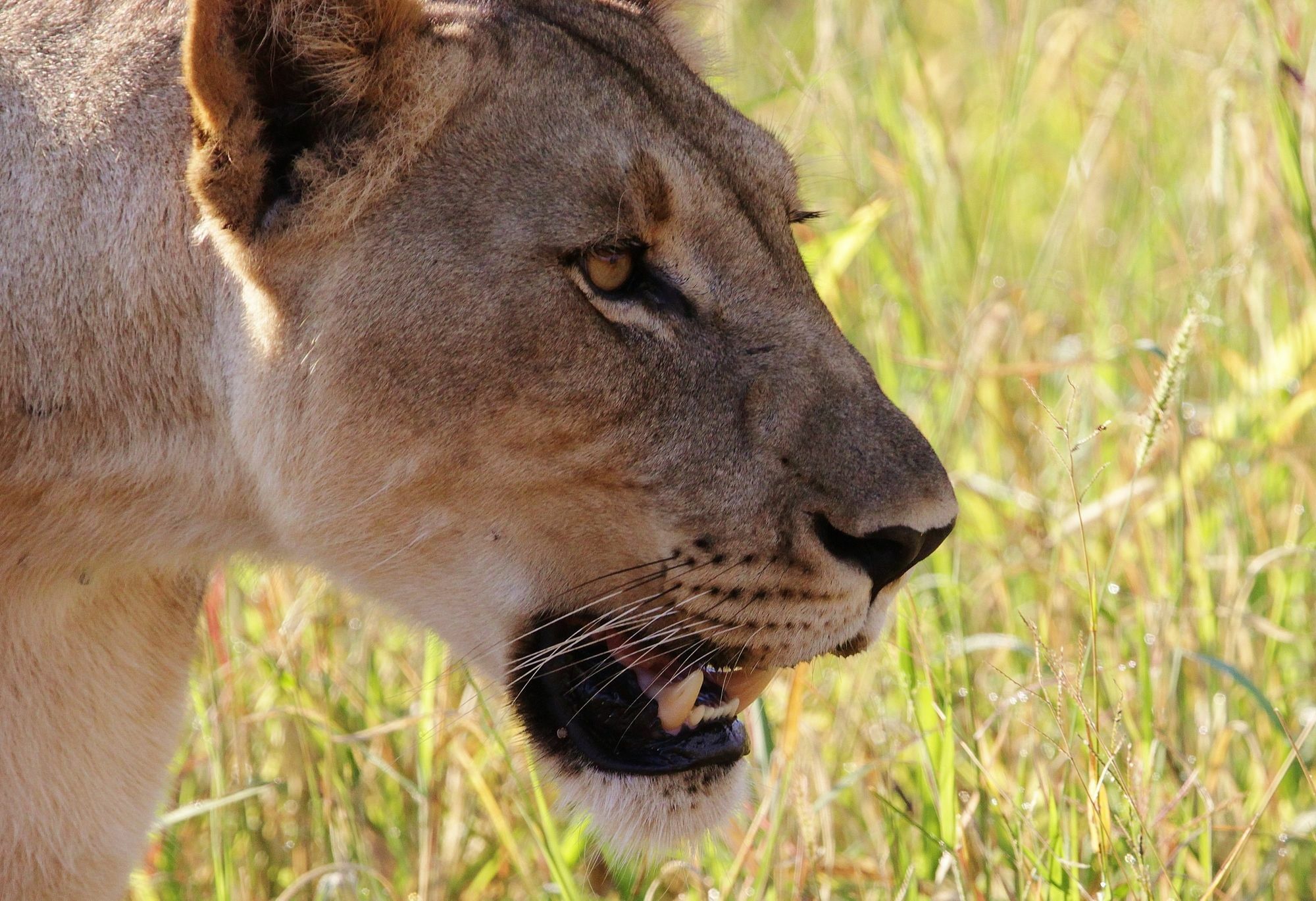 Leopard Mountain Safari Lodge Manyoni Private Game Reserve Exterior foto