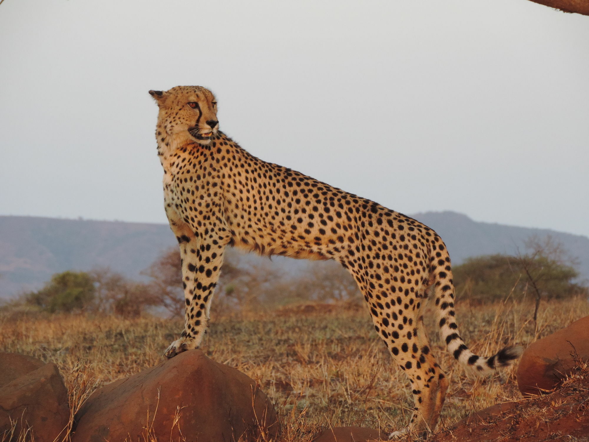 Leopard Mountain Safari Lodge Manyoni Private Game Reserve Exterior foto